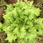 Lechuga(1)