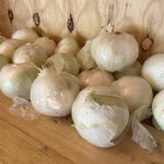 cebolla_blanca
