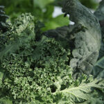 kale